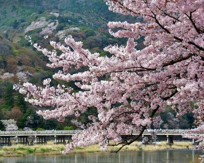 Kyoto: Arashiyama UNESCO Walking Tour with Admission (Product 56575)