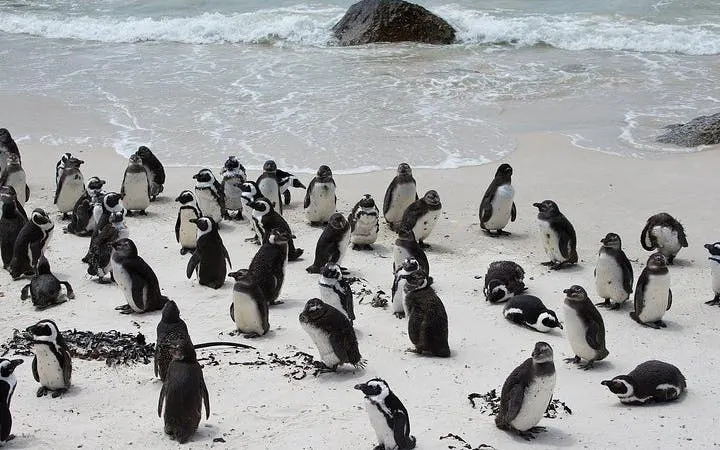 Cape Town Guided Tour: Cape Point and Boulders Beach Penguins with Hotel Transfers