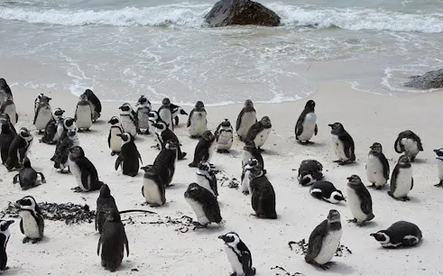 cape town guided tour: cape point and boulders beach penguins with hotel transfers-1