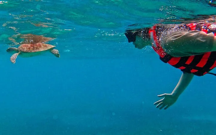 Akumal Snorkeling With Turtles