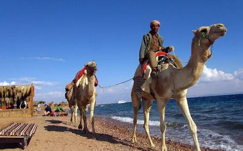 Camel ride along the beach in Dahab, part of the 3 Pools National Park tour.
