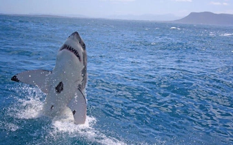from cape town: gansbaai shark cage diving and stony point penguin colony tour-2
