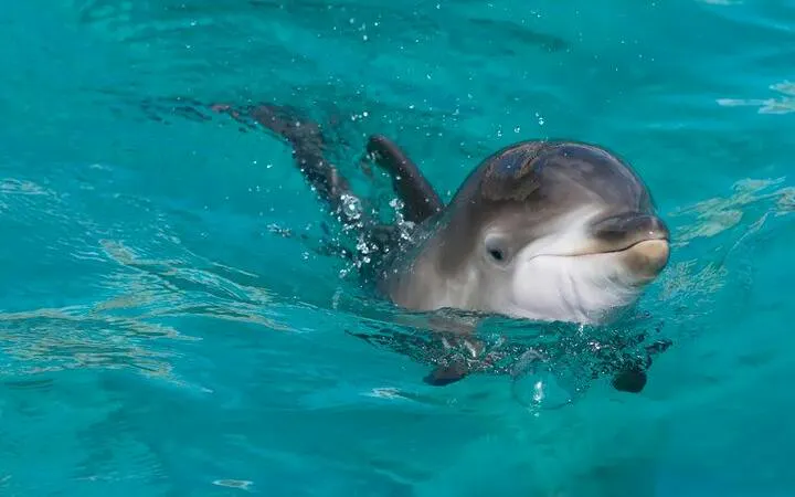 Dolphin swimming in clear water, Sharm El Sheikh tour experience.