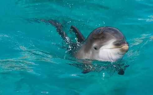 Dolphin swimming in clear water, Sharm El Sheikh tour experience.