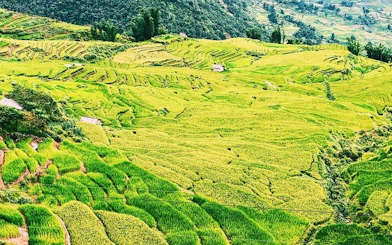Terraced rice fields in Sapa, Vietnam, with scattered bungalows and lush greenery.