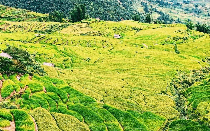 Terraced rice fields in Sapa, Vietnam, with scattered bungalows and lush greenery.