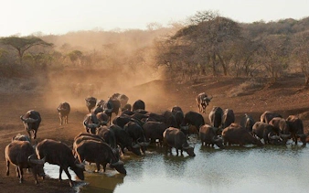 johannesburg'dan kruger ulusal parkı kara safari turu: gün batımı vahşi hayvan gözlem turu ve yemekler dahil-2