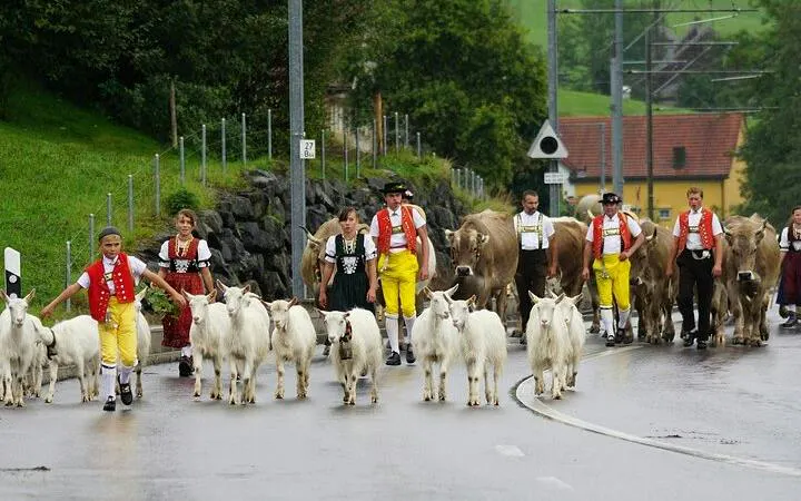 People in traditional Swiss attire leading goats and cows on a road in Appenzell, Switzerland.