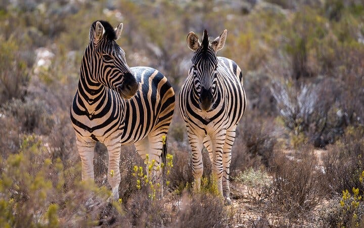 safari nella riserva naturale dell'aquila: tour dei "big 5" in gruppo piccolo con prelievo in hotel, ingresso al parco e pranzo a buffet-3
