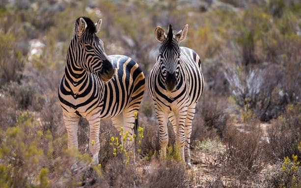 safari nella riserva naturale dell'aquila: tour dei "big 5" in gruppo piccolo con prelievo in hotel, ingresso al parco e pranzo a buffet-3