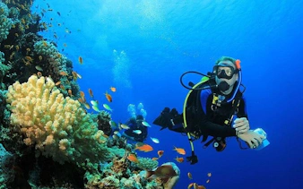 Scuba diver exploring coral reef with colorful fish in Sharm El Sheikh.
