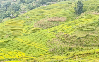 Terraced rice fields in Sapa Valley, Vietnam, during sunset.