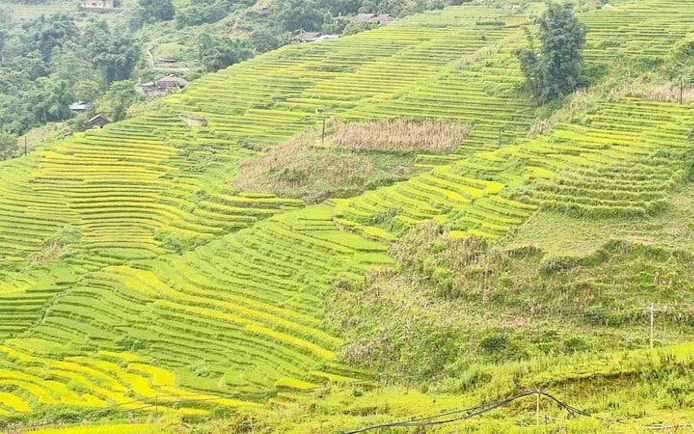 Terraced rice fields in Sapa Valley, Vietnam, during sunset.