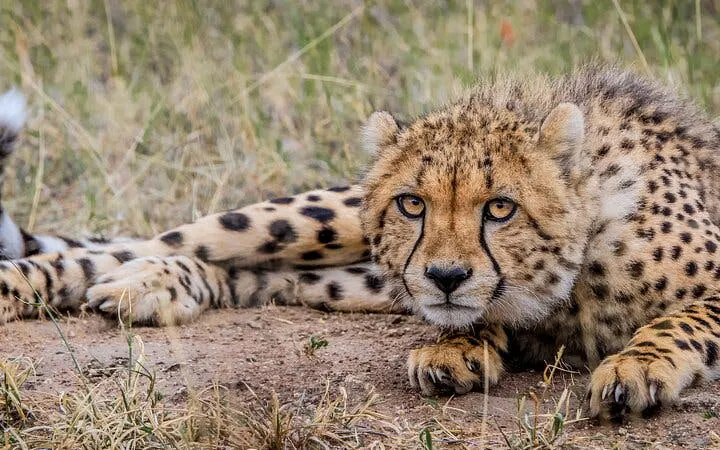 da città del capo: safari nella riserva naturale di aquila con trasferimento, tassa d’ingresso e pranzo inclusi-7