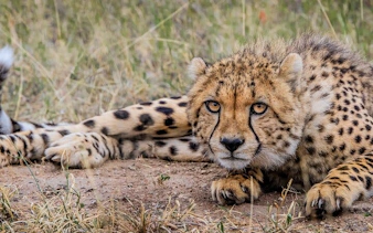 from cape town: aquila game reserve safari with transport, park fees, and lunch-7