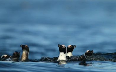 Cape Town Seal Snorkelling, Penguin Colony and Cape of Good Hope Private Tour