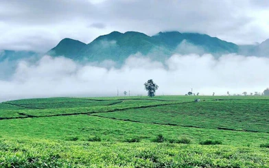Mu Cang Chai rice terraces with misty mountains in the background, Vietnam.