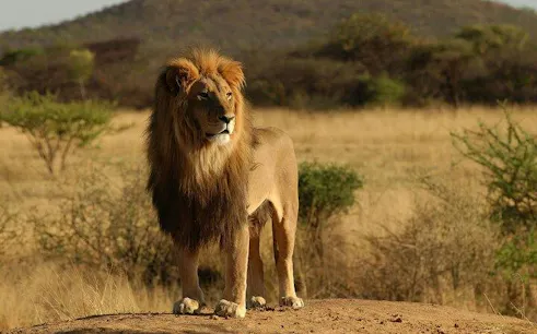 Lion standing in Serengeti grassland during Northern Circuit Lakes Safari.