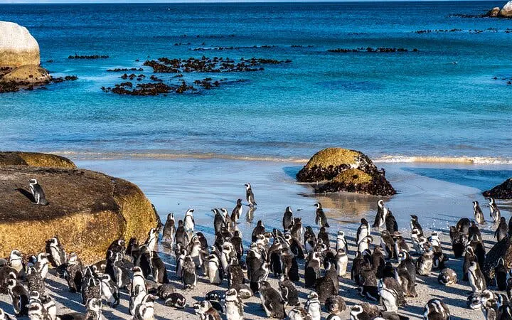 cape peninsula private tour including cape of good hope, boulders beach penguins, and major attraction entrance fees-7