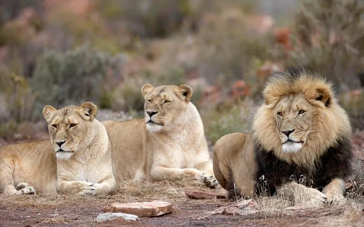 aquila game reserve safari: shared hotel transfers and group 4x4 game drive-9