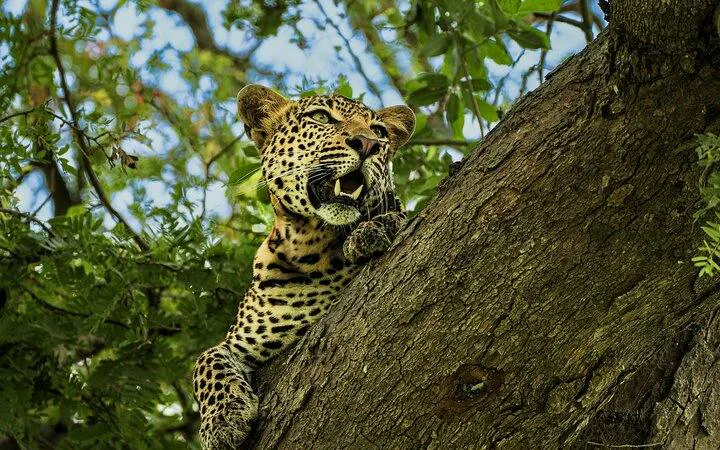 Leopard resting on a tree branch in Mikumi National Park, Tanzania.