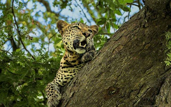Leopard resting on a tree branch in Mikumi National Park, Tanzania.