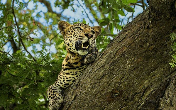 From Zanzibar: Mikumi National Park Safari Day Trip with Round-Trip Flights & Lunch