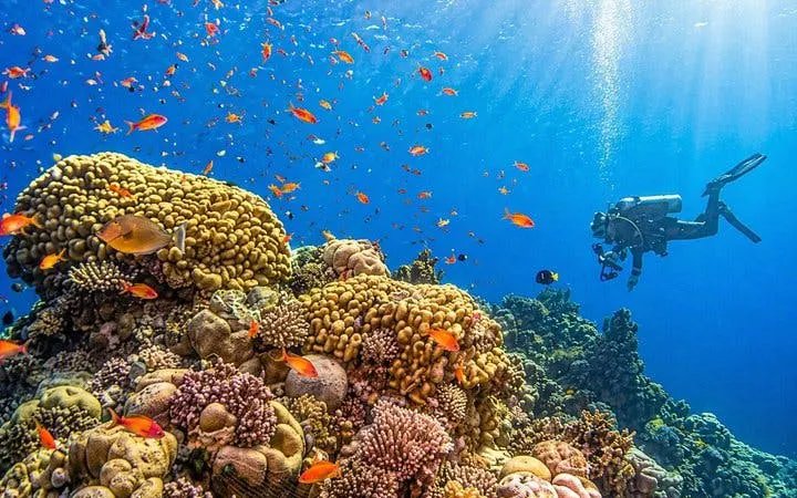 Snorkeler exploring coral reef with colorful fish at Tiran Island, Sharm El-Sheikh.