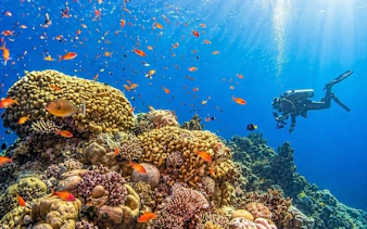 Snorkeler exploring coral reef with colorful fish at Tiran Island, Sharm El-Sheikh.