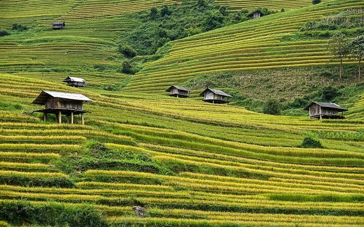 Terraced rice fields with wooden huts in Mu Cang Chai, Vietnam.