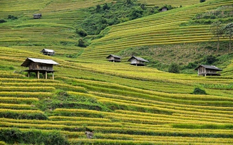Terraced rice fields with wooden huts in Mu Cang Chai, Vietnam.