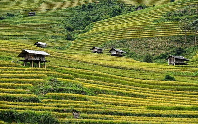 Terraced rice fields with wooden huts in Mu Cang Chai, Vietnam.