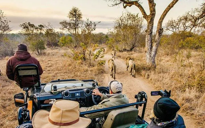 Safari jeep with tourists observing lions in Hluhluwe-Imfolozi Park, South Africa.