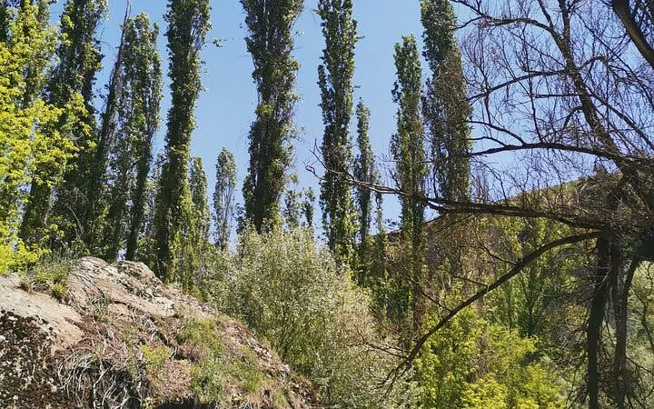 Trekking path through Cappadocia's scenic valleys with tall trees and rock formations.