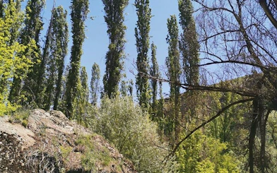 Trekking path through Cappadocia's scenic valleys with tall trees and rock formations.