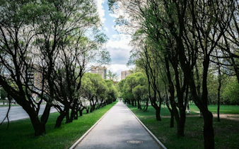Pathway lined with trees in Central Park, New York, with buildings in the background.
