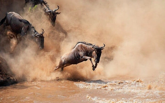 Wildebeest crossing river during migration in Zanzibar, Tanzania.
