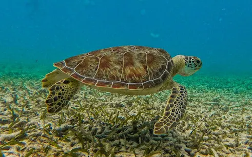 Sea turtle swimming over coral reef in Akumal, Mexico.