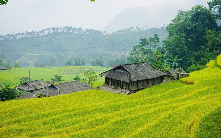 Rice terraces and traditional wooden houses in Bac Ha, Vietnam, surrounded by lush greenery.
