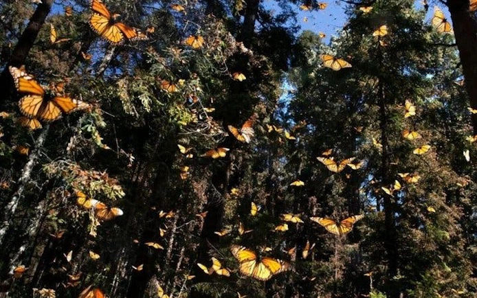 Butterflies in flight at Antalya Tropical Sanctuary with lush forest backdrop.