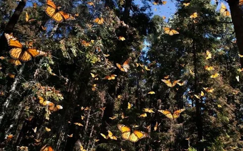 Butterflies in flight at Antalya Tropical Sanctuary with lush forest backdrop.