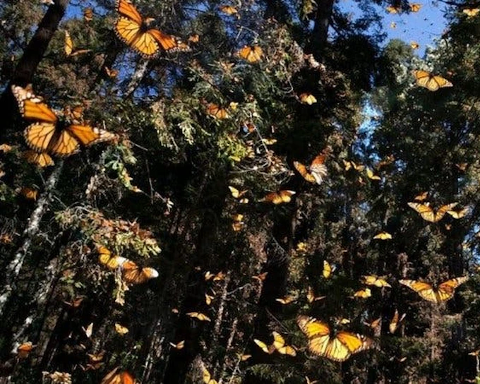 Butterfly World Antalya Tropical Sanctuary Ticket with Interactive Butterfly Feeding and Silk Weaving Demonstration (Product 53952)