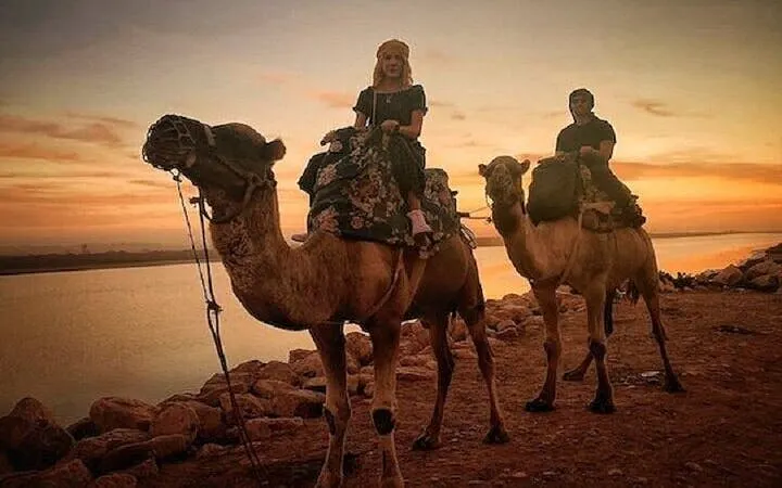 Camel ride at sunset in Palmeraie Valley, Marrakech.