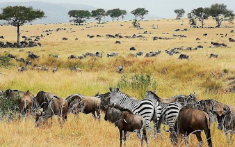 Zebras and wildebeests grazing on the savannah in Zanzibar, Tanzania.
