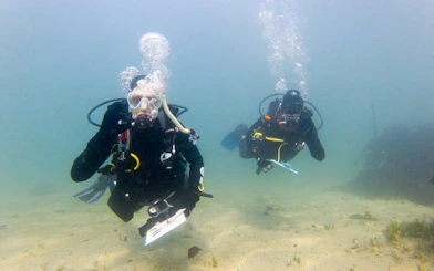 Cape Town Seal Snorkelling, Penguin Colony and Cape of Good Hope Private Tour