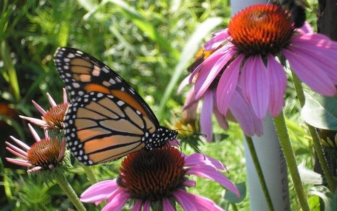 Butterfly feeding on pink flowers at Antalya Tropical Sanctuary.