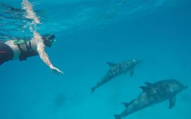 Snorkeler swimming near dolphins in clear waters during Hurghada speed boat trip.