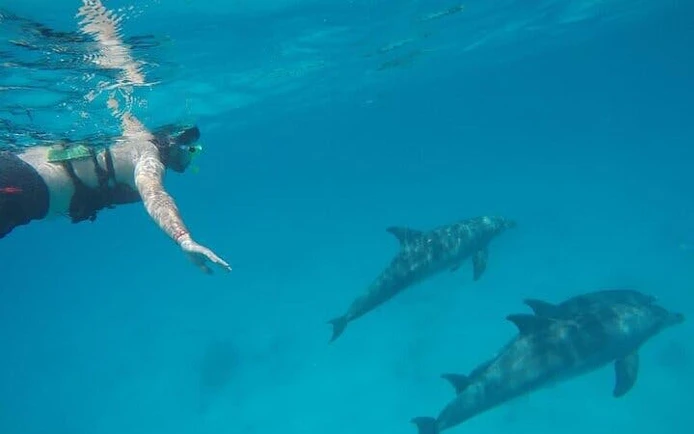 Snorkeler swimming near dolphins in clear waters during Hurghada speed boat trip.