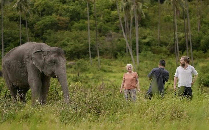 Visitors observing an elephant in a lush field at Samui Elephant Conservation, Koh Samui.