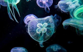 all-inclusive-tour zum alanya aquarium und fun park mit abholung vom hotel-8
